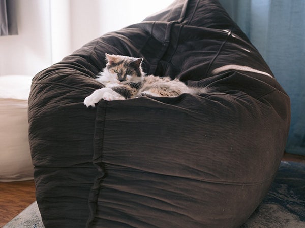 Cat enjoying life on Lovesac's PillowSac.